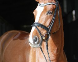 dressage horse Bella Belissimo (Hanoverian, 2011, from Belissimo NRW)