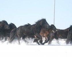 Zuchtstute Pendragonars Raven (Fell Pony,  )