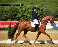 dressage horse Dr. Bruce will es (Westphalian, 2016, from DeLorean)