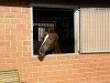 dressage horse Fine Divine (Westphalian, 2009, from Fineliner 2)