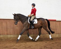 dressage horse Wallach von Spörcken/Aarking xx (Hanoverian, 2013, from Spörcken)