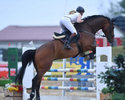 Springpferd Samarano Hz (Österreichisches Warmblut, 2009, von Samorano)