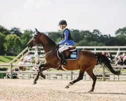 broodmare Törnrosa (Swedish Riding Pony, 2007, from Nicklas)