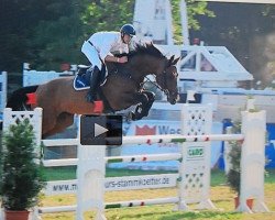 jumper Caramba (Oldenburg show jumper, 2006, from Cellestial)