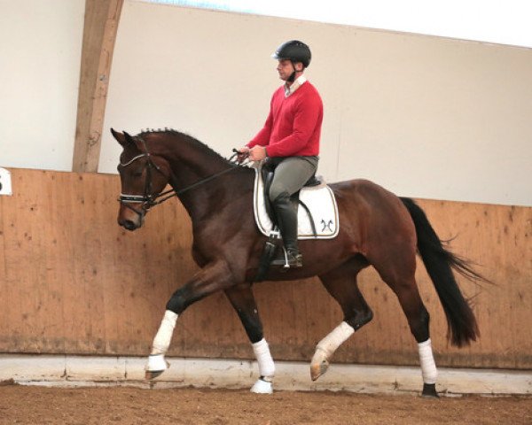 dressage horse Wallach von Dancing World/Silvio I (Hanoverian, 2013, from Dancing World)