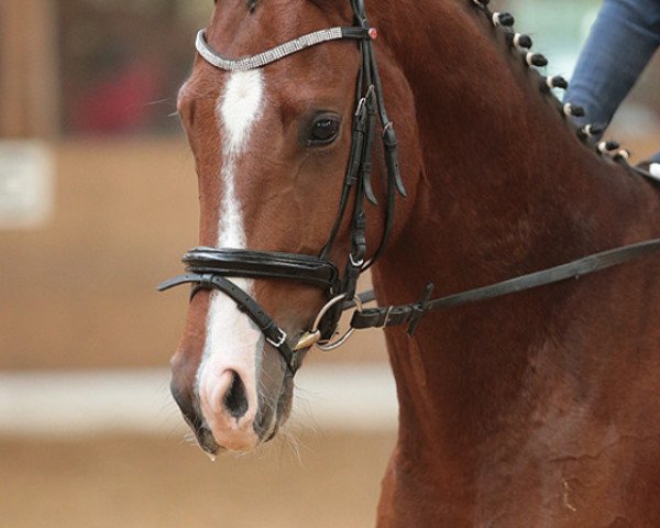 dressage horse Wallach von Lingh/Lanthan (Hanoverian, 2013, from Lingh)