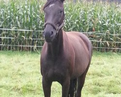 broodmare Sable Noir (Hanoverian, 2004, from Sandro Hit)