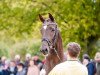 stallion Quattroporte (Hanoverian, 2014, from Quantensprung 3)