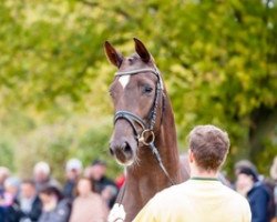 stallion Quattroporte (Hanoverian, 2014, from Quantensprung 3)