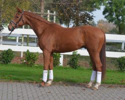 dressage horse Wallach von Feuerspiel/Brentano (Hanoverian, 2012, from Feuerspiel)