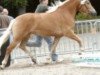 broodmare Steinfee (Haflinger, 2001, from El.H. /P.H Steinadler)