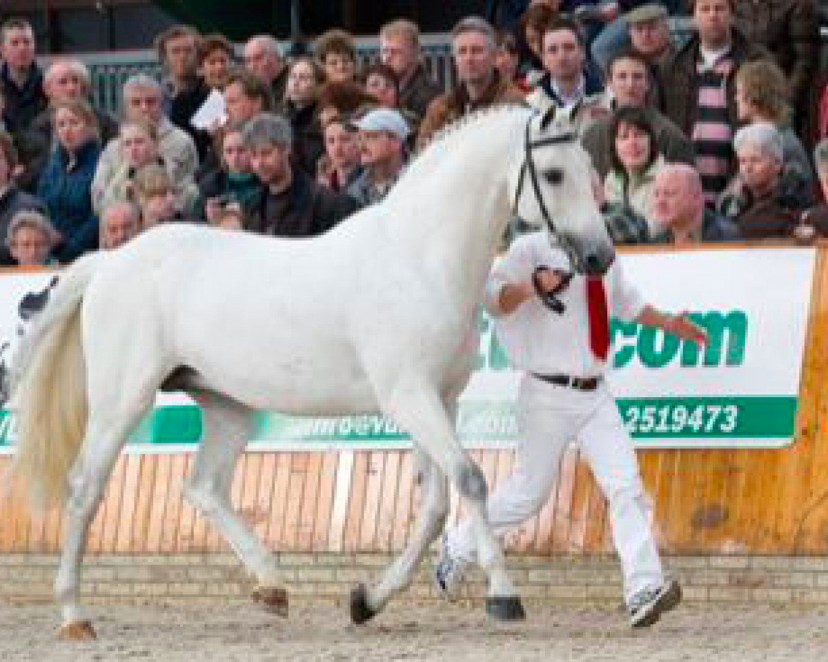 Deckhengst Corland (Holsteiner, 1989, von Cor de la Bryère)