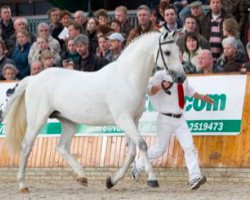 stallion Corland (Holsteiner, 1989, from Cor de la Bryère)