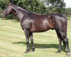 stallion Imperial Dancer xx (Thoroughbred, 1998, from Primo Dominie xx)