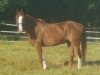 dressage horse El Pasjo (Nederlands Welsh Ridepony, 2005, from Evanto's Nieuwmoed)