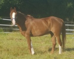 dressage horse El Pasjo (Nederlands Welsh Ridepony, 2005, from Evanto's Nieuwmoed)