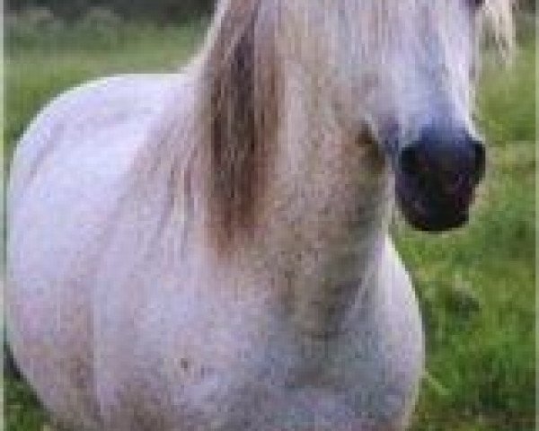stallion Øxenholm Marble Jr (Connemara Pony, 1981, from Marble)