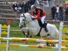 Springpferd Cappagh Lad (Connemara-Pony, 2004, von Coosheen Stormboy)