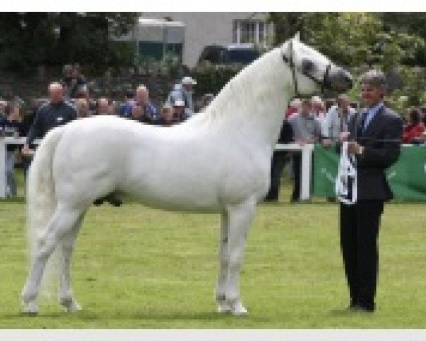 stallion Coosheen Stormboy (Connemara Pony, 1999, from Cloonisle Cashel)