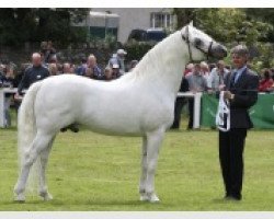 stallion Coosheen Stormboy (Connemara Pony, 1999, from Cloonisle Cashel)