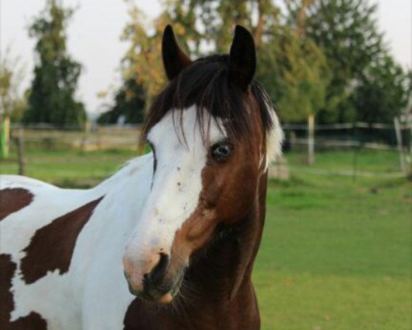 dressage horse Ninju (unknown, 2002)