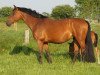 broodmare Duva M (Oldenburg, 2006, from Revan)