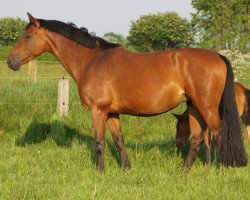 dressage horse Duva M (Oldenburger, 2006, from Revan)