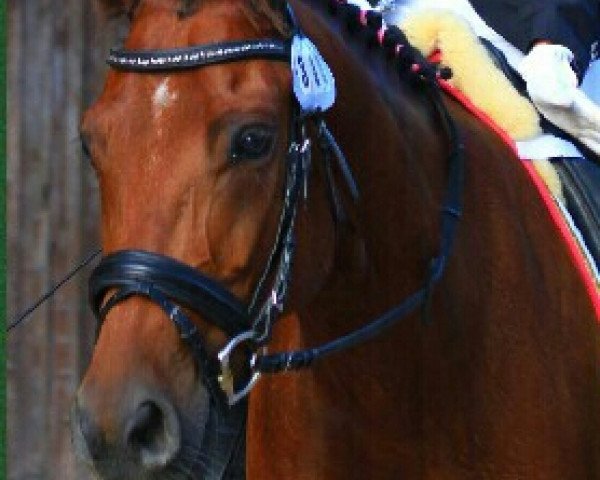 dressage horse Don Diamond 7 (Pony without race description, 2007)