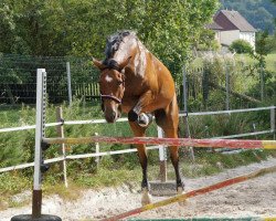 broodmare Alpha (Trakehner, 2006, from Cadeau)