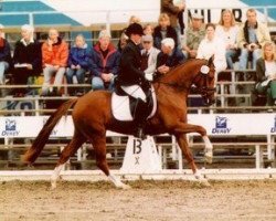 broodmare Stratiatel.Bl (German Riding Pony, 1997, from Brooklands Moonwalker)