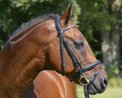 Pferd Cookie (Holsteiner, 2004, von Contendro I)