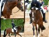 dressage horse Brantops Dreamcatcher (German Riding Pony, 2004, from Dornik B)