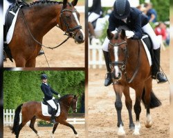 dressage horse Brantops Dreamcatcher (German Riding Pony, 2004, from Dornik B)