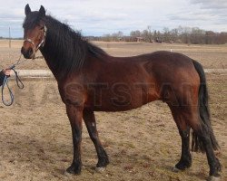 broodmare Chantina (Connemara Pony, 2004, from Frederiksminde Hazy Chance)