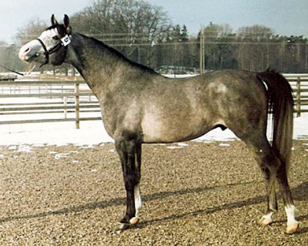 Deckhengst Bajano ox (Vollblutaraber, 1977, von Engano 1970 ox)