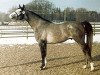 stallion Bajano ox (Arabian thoroughbred, 1977, from Engano 1970 ox)