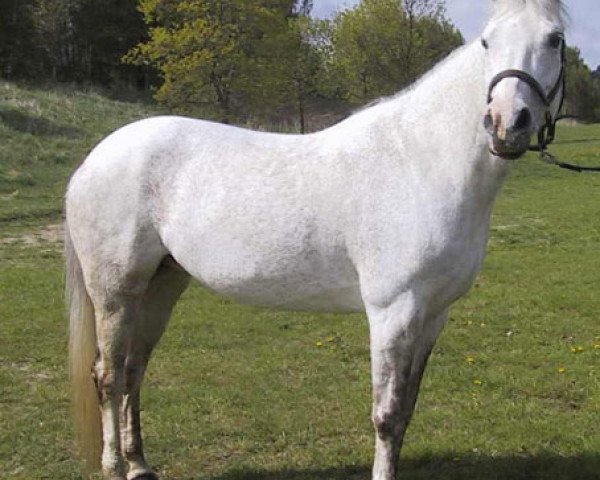 broodmare Rödluvan (Swedish Riding Pony, 1993, from Bajano ox)