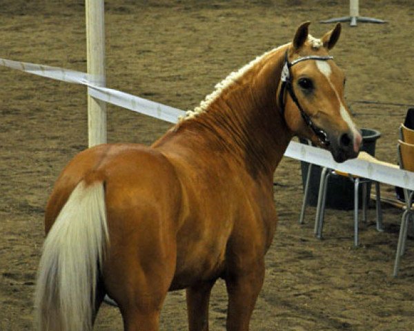 horse Wallarps Dosado (Swedish Riding Pony, 2008, from Likstahöjdens Komet)