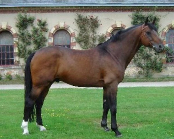 stallion Hurlevent de Breka (Selle Français, 1995, from Quidam de Revel)