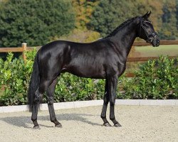 stallion Fürstino (Hanoverian, 2014, from Fürstenball)