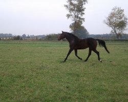 Springpferd Magenta (Oldenburger Springpferd, 2013, von Magnus Romeo)