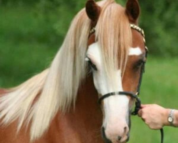 horse Klein Akker's Nicolet (Welsh mountain pony (SEK.A), 2010, from Meedenblik Fabris)