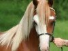 Pferd Klein Akker's Nicolet (Welsh Mountain Pony (Sek.A), 2010, von Meedenblik Fabris)