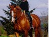 stallion Trianon V (Selle Français, 1985, from Count Ivor xx)