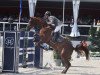 jumper Carinou (Oldenburg show jumper, 2005, from Carinue)