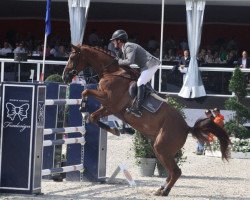 jumper Carinou (Oldenburg show jumper, 2005, from Carinue)