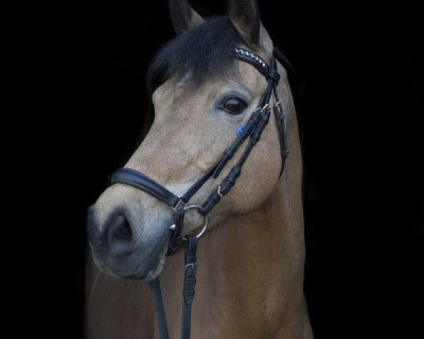 horse Orchid's Snowberry (New Forest Pony, 2000, from Orchid's Cestanii)