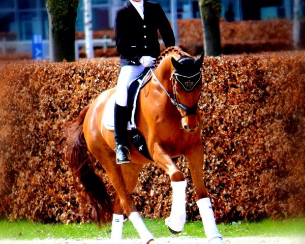 dressage horse Laisser-Faire 3 (Hanoverian, 2011, from Lauries Crusador xx)