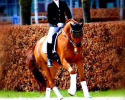 dressage horse Laisser-Faire 3 (Hanoverian, 2011, from Lauries Crusador xx)