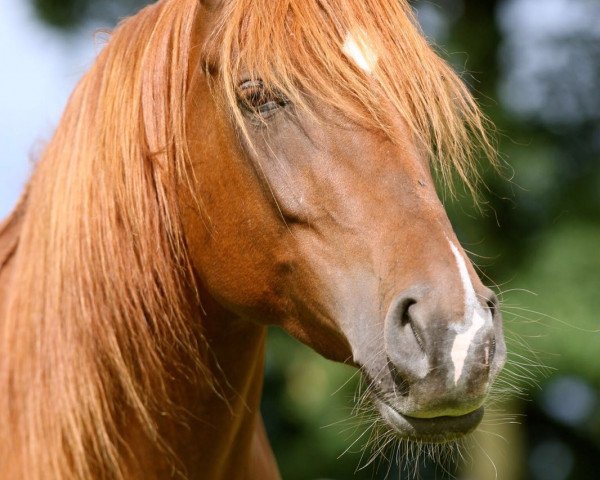 broodmare Sagrias Shaitani (Arabian thoroughbred, 2011, from Amun El-Akim ox)